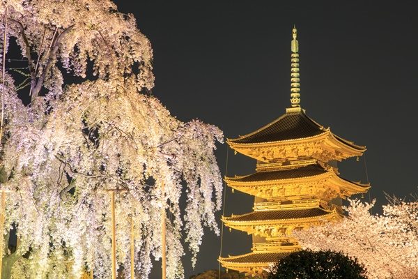 京都　東寺 夜桜ライトアップ