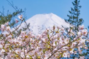 新倉山浅間公園の春2017